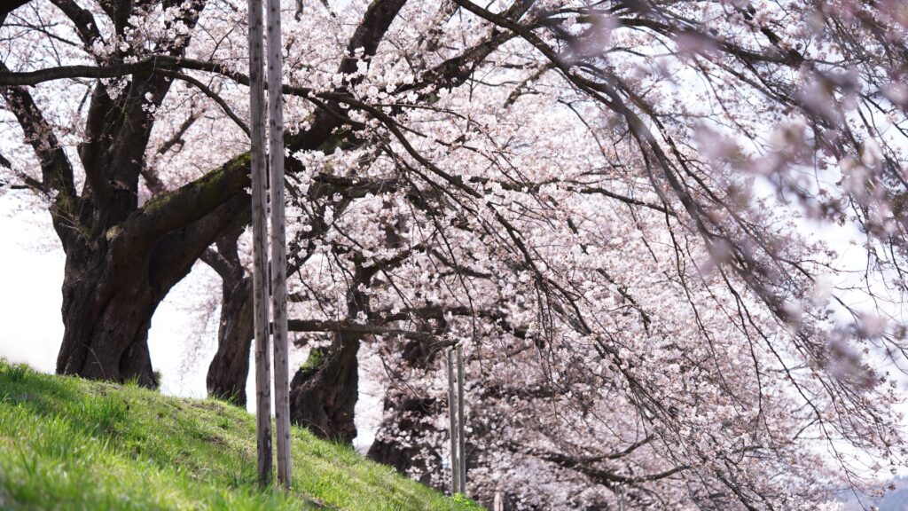 桜